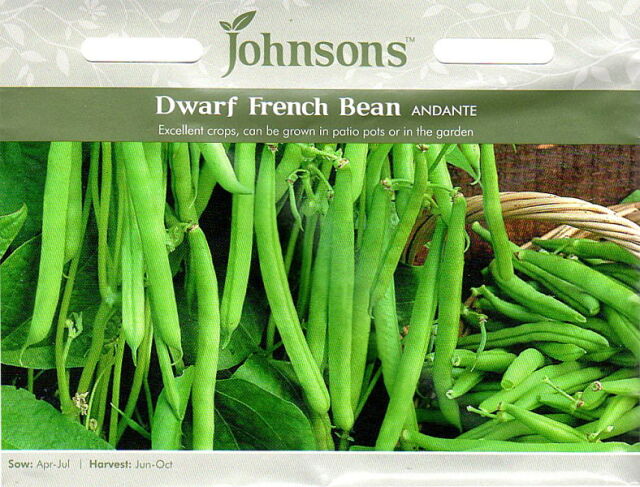 ドワーフ・フレンチ・ビーン アンダンテ