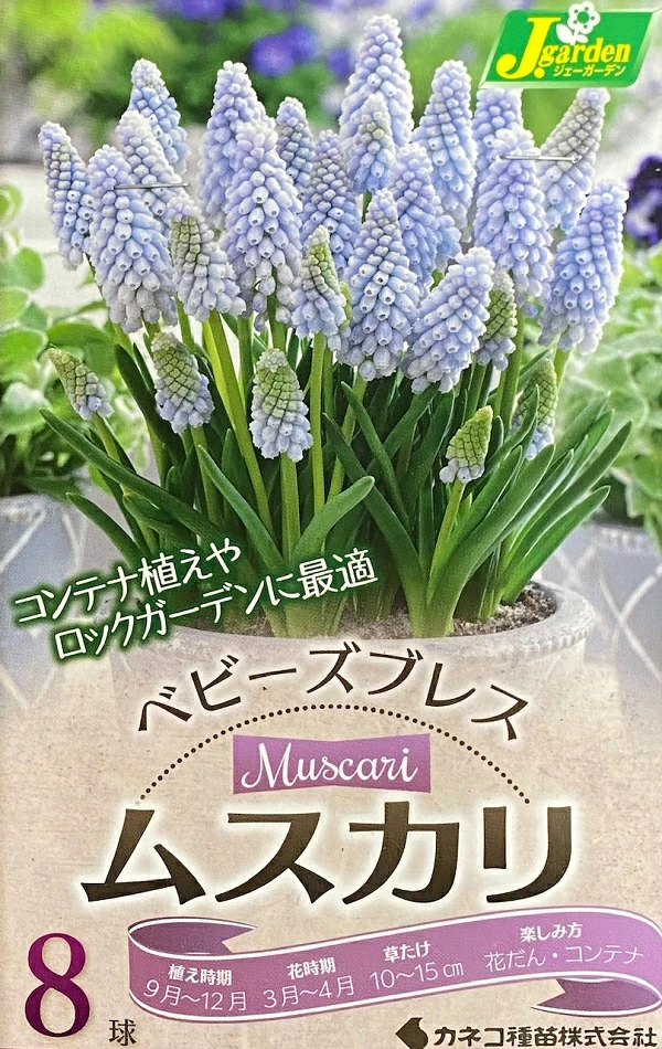 ムスカリ ベビーズブレス