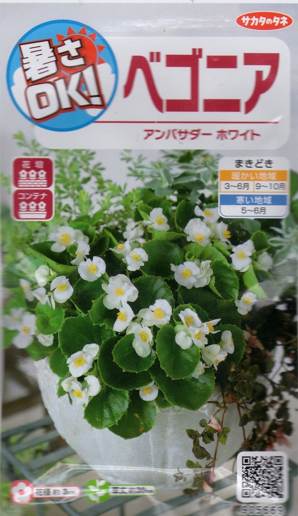 ベゴニア　アンバサダーホワイト