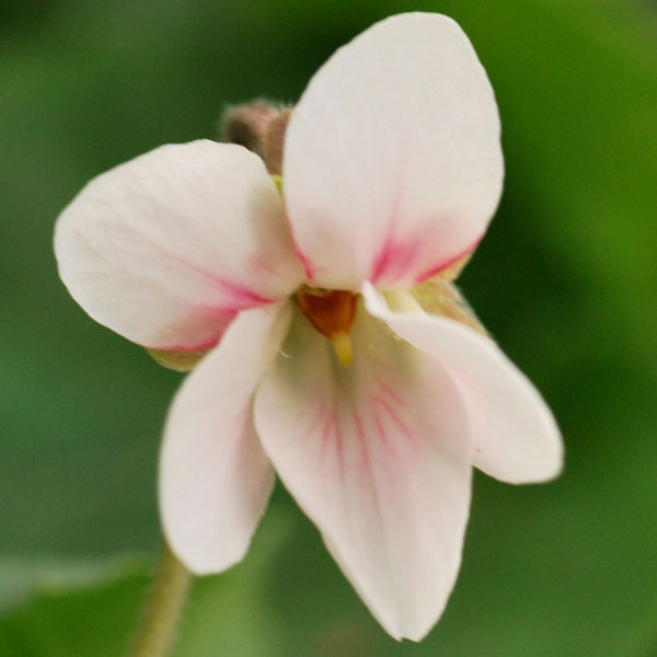 ニオイスミレ　ベッキーグローブス