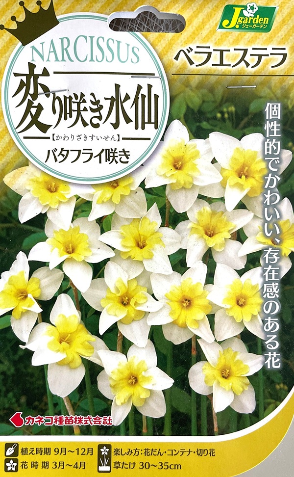 変り咲き水仙 ベラエステラ