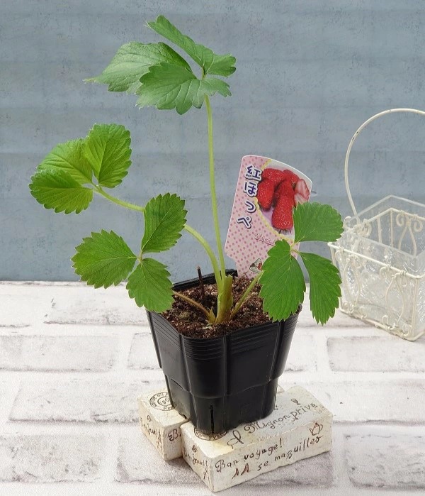 野菜苗 いちご 紅ほっぺ 9cmポット1苗 農林水産省品種登録 登録番号 第