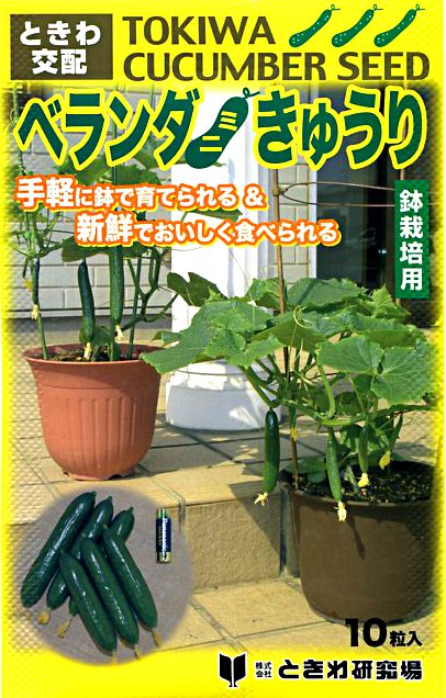 ベランダきゅうり