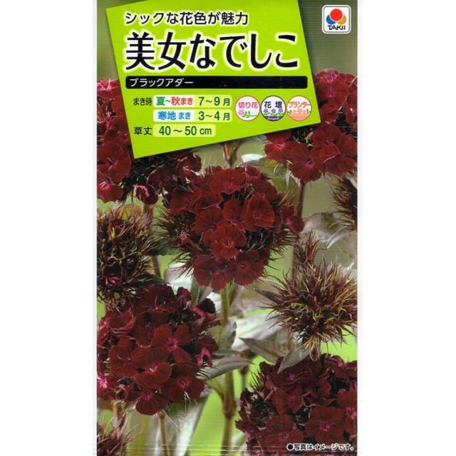 美女なでしこブラックアダー