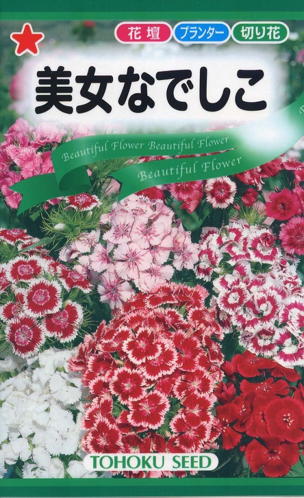 美女なでしこ