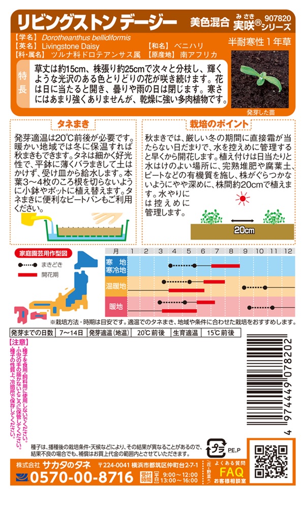 リビングストンデージー美色混合