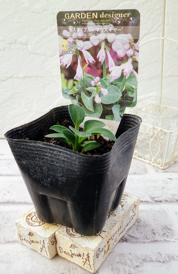 ホスタ　ブルーマウスイヤー