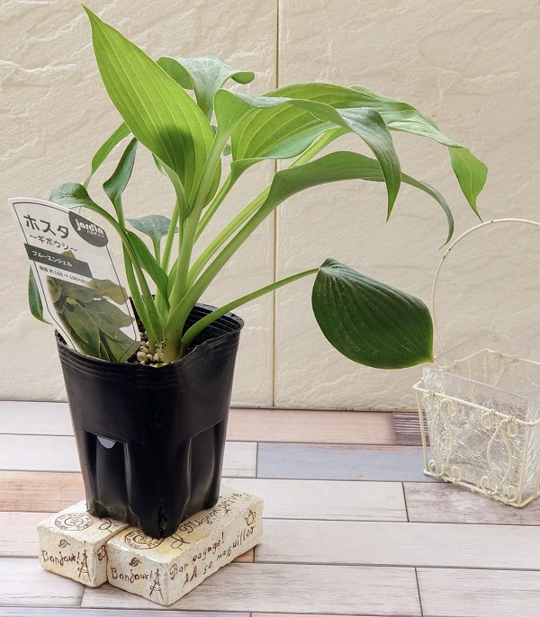 ホスタ　ブルーエンジェル