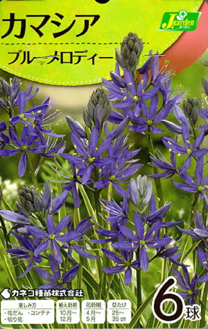 カマシアブルーメロディー