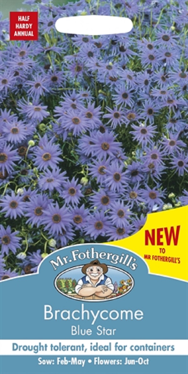 ブラキカム　ブルー・スター