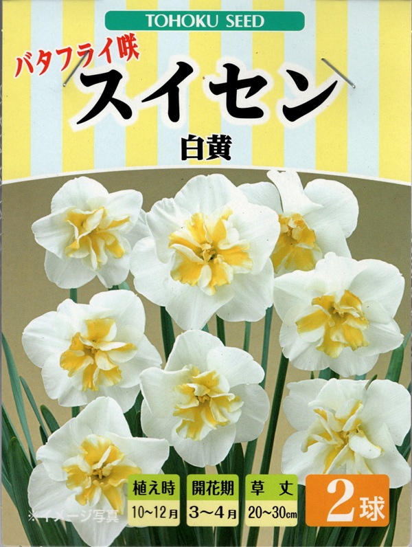 バタフライ咲スイセン　白黄