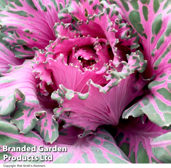 ケール ボタンホール スターメーカー