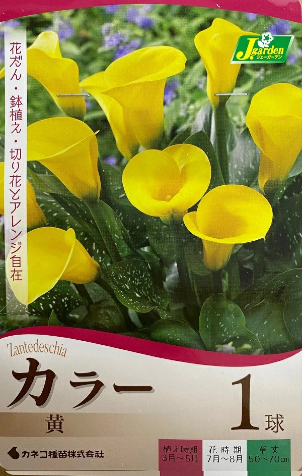 カラー 黄