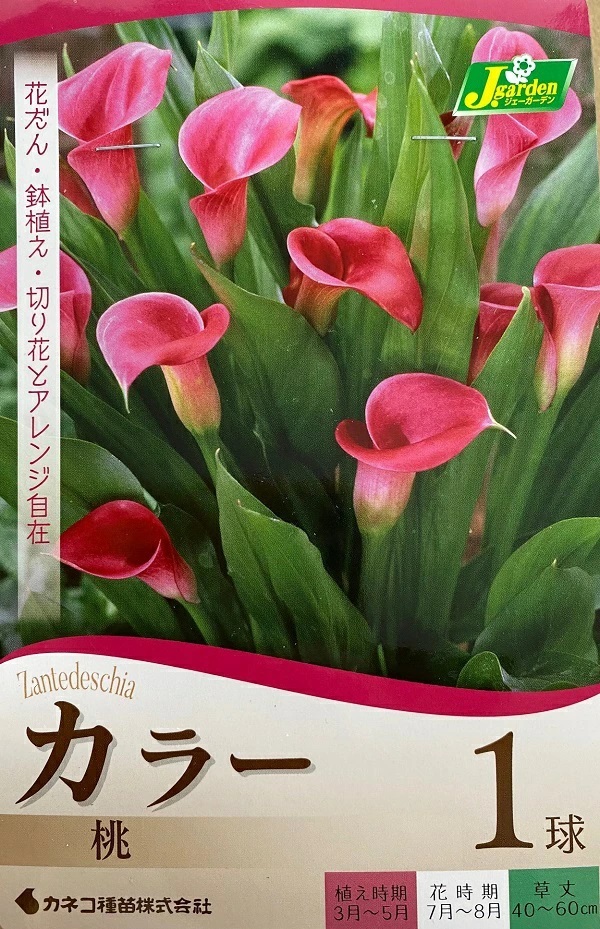 カラー 桃