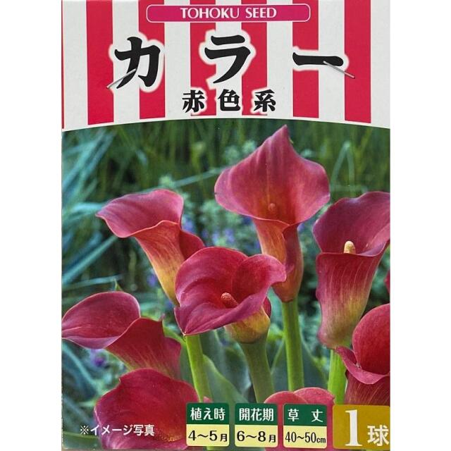 花球根 カラー 赤色系
