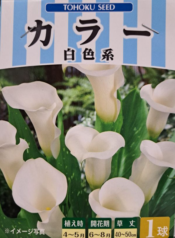 カラー 白色系