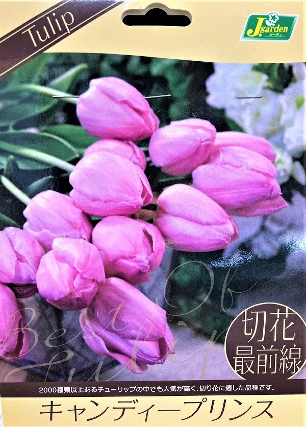 切花最前線キャンディープリンス