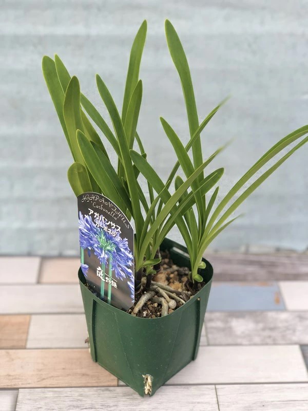 花苗】 アガパンサス カーボネラ 10.5cmポット1苗