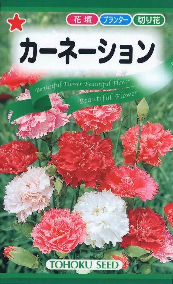 カーネーション