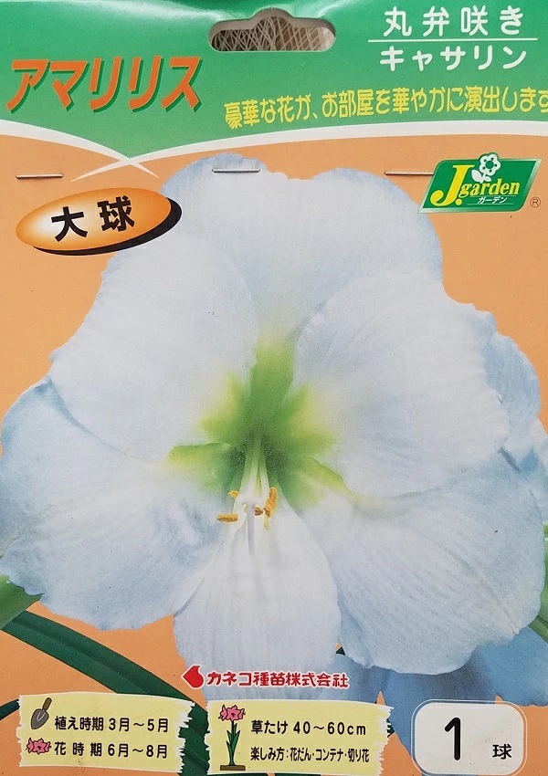 アマリリス 丸弁咲き キャサリン
