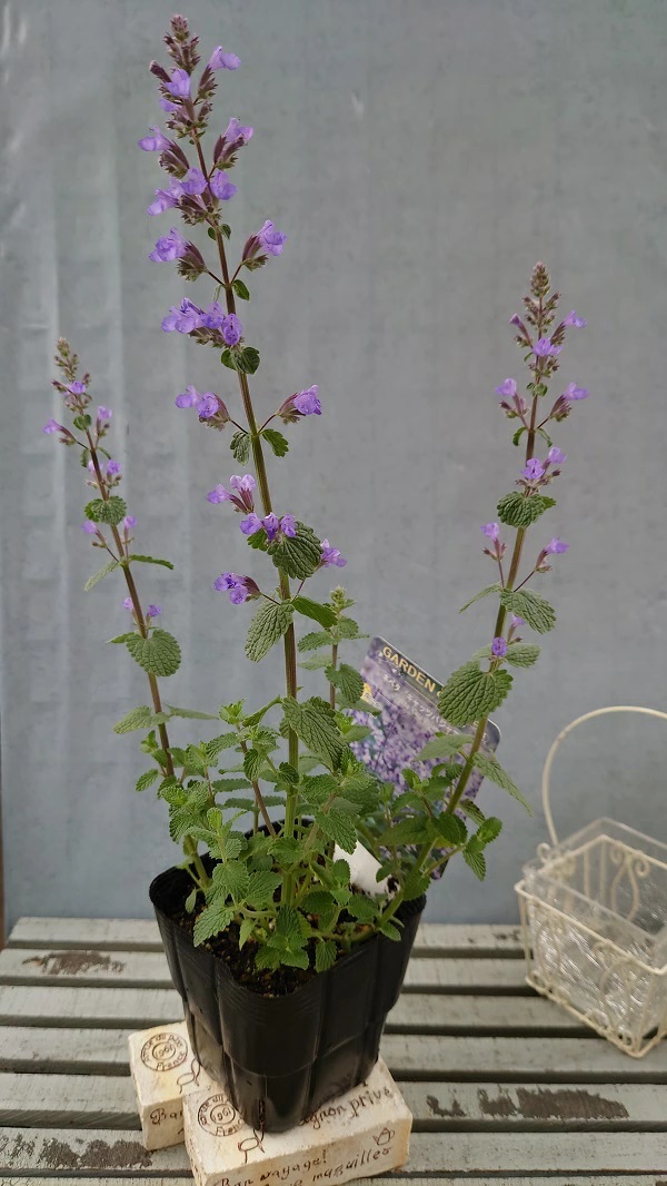 ネペタ キャッツパジャマ