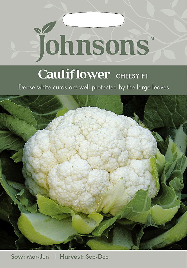 Cauliflower Cheesy F1 カリフラワー チーズィー・F1