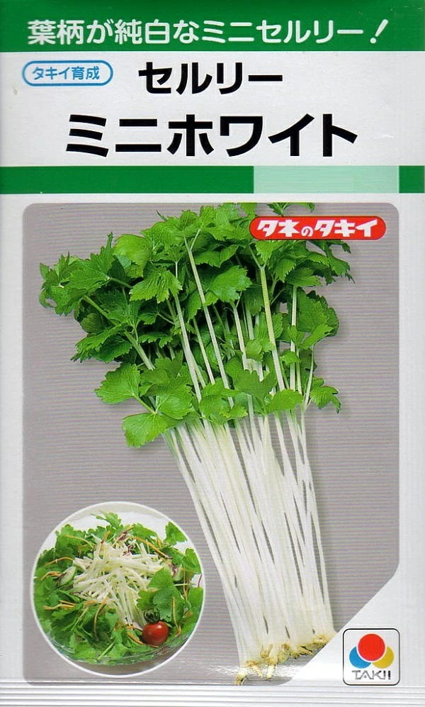 セルリー　ミニホワイト
