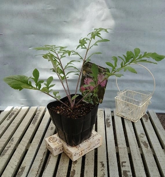 セントーレア デアルバタ