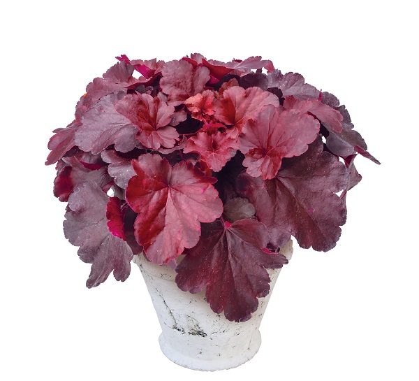 チェリーコンポート