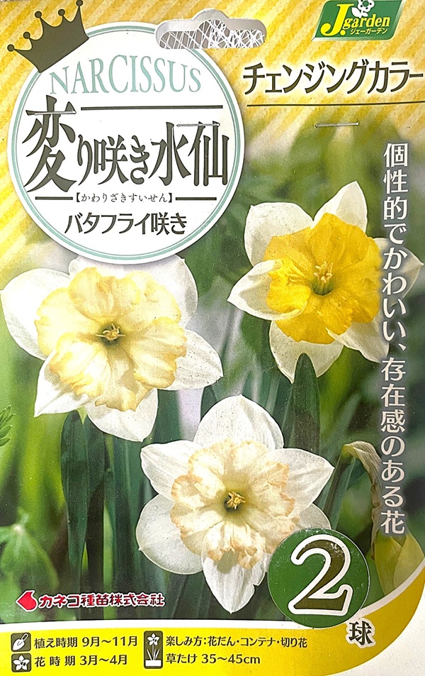 変り咲き水仙 チェンジングカラー