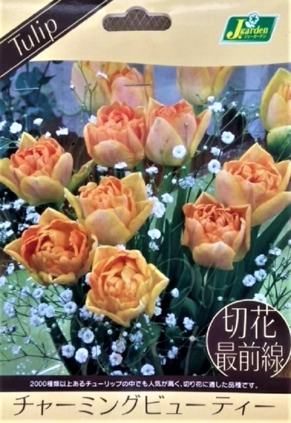 切花最前線チャーミングビューティー