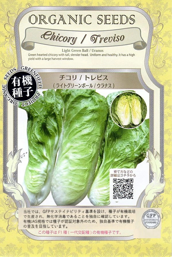 チコリ　ライトグリーンボール