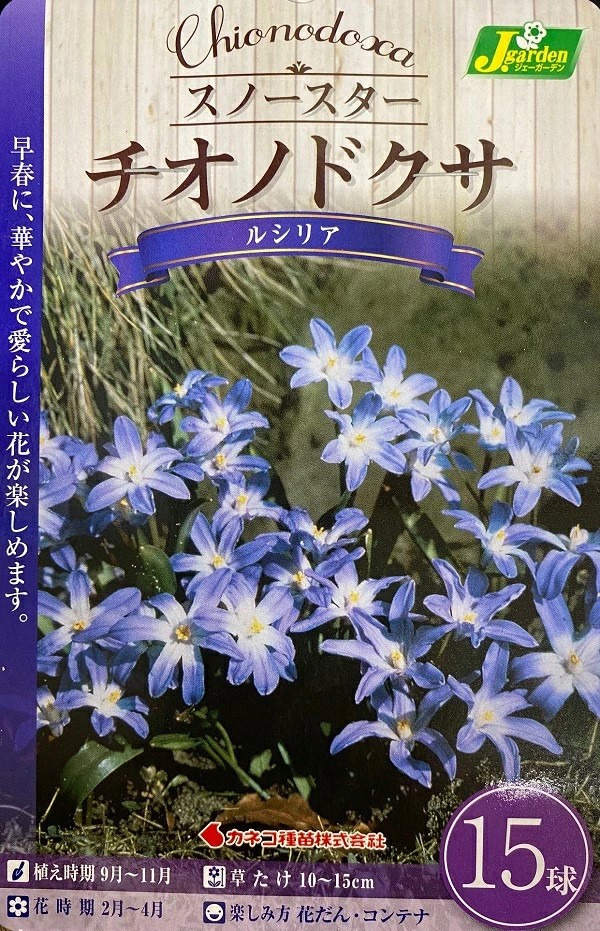 チオノドクサルシリア