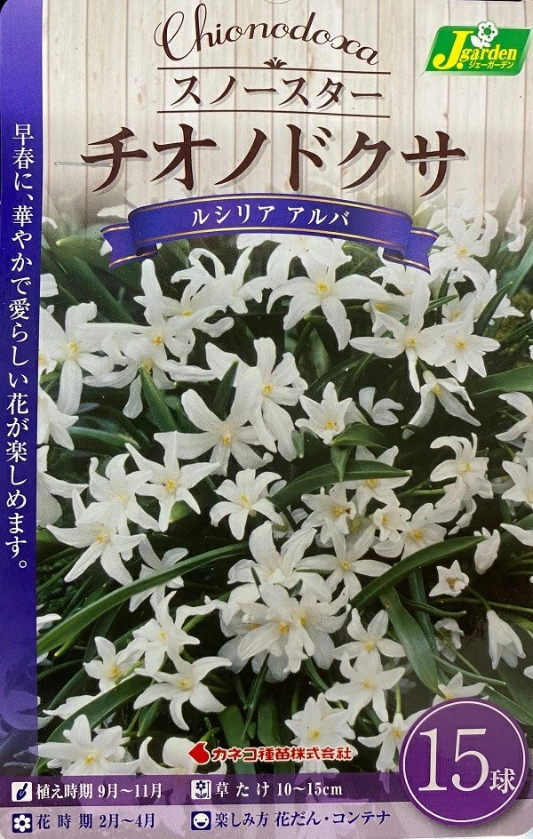 チオノドクサルシリアアルバ