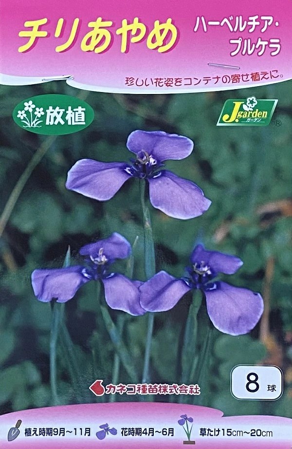 チリあやめ