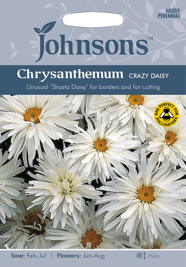 クリサンセマム・クレージー・デージー