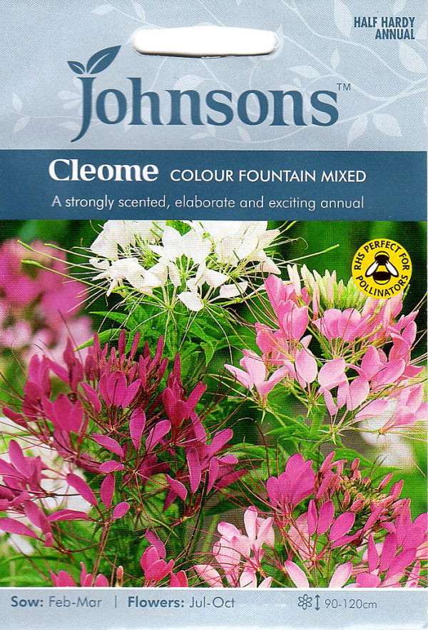 クレオメ・カラー・ファウンテン・ミックス