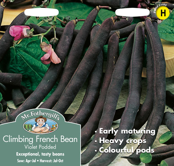 クライミング・ビーン（インゲンマメ） ヴァイオレット・ポドッド