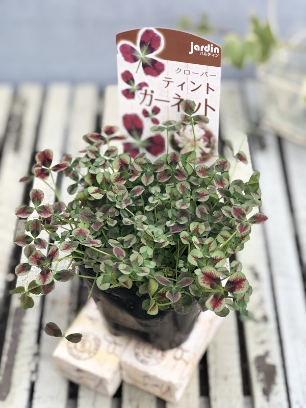 クローバー　ガーネット