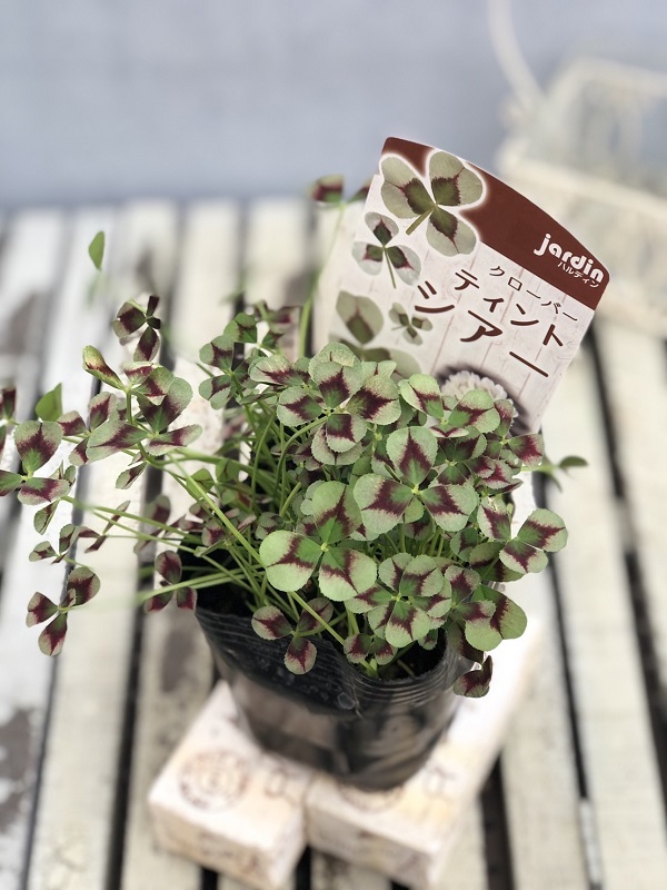 クローバー　シアー