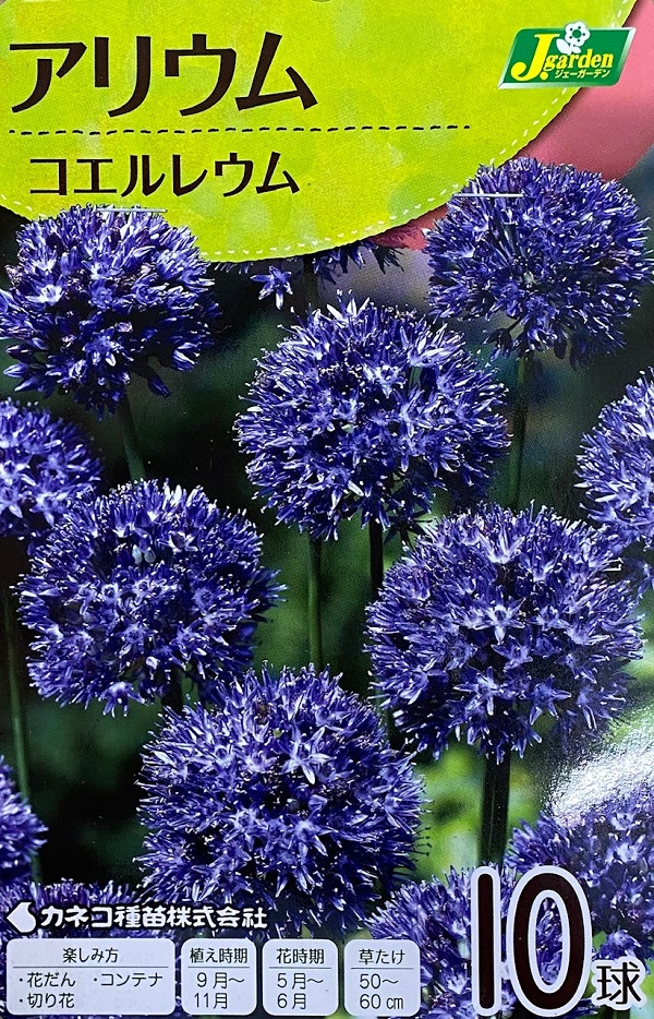 アリウムコエルレウム