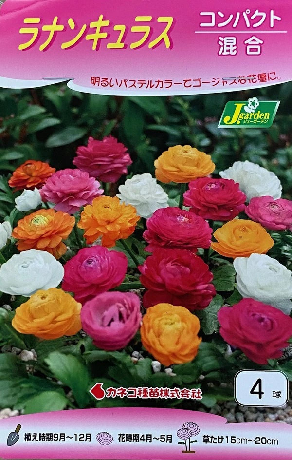 ラナンキュラス　コンパクト混合