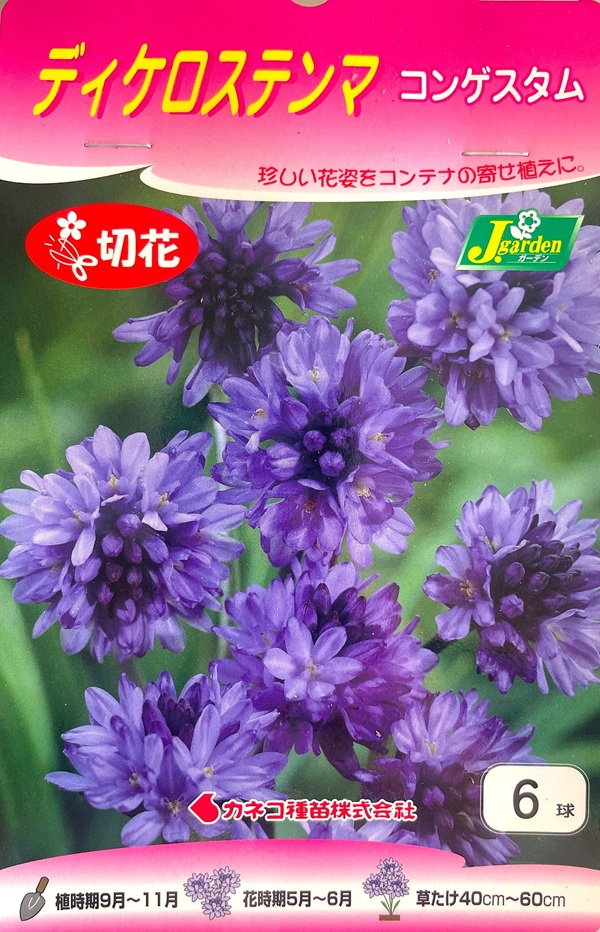 ディケロステンマ コンゲスタム