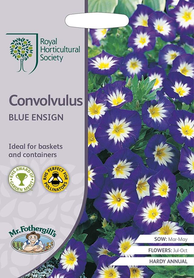 convolvulus blue ensign