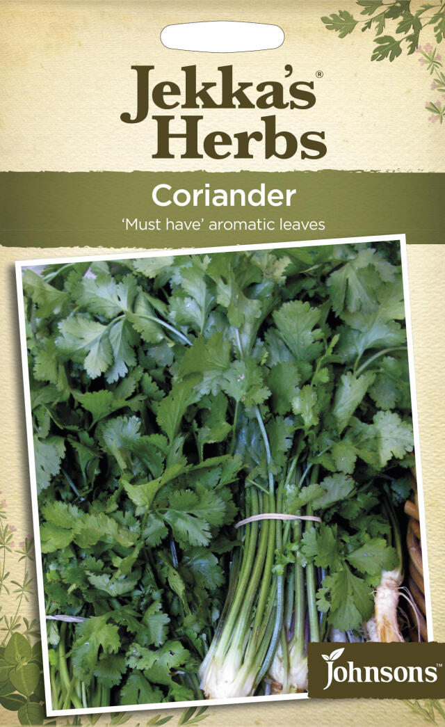 coriander