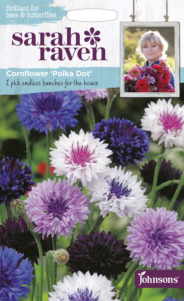 コーンフラワー・ポルカドット