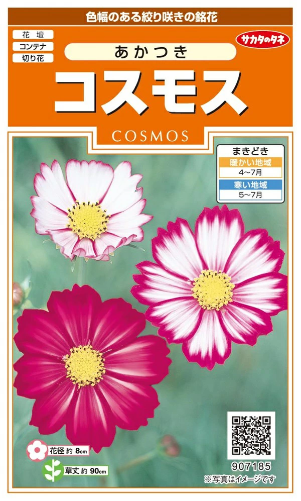 コスモスあかつき