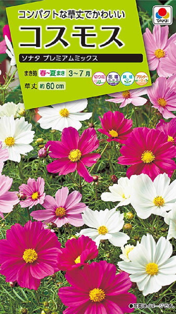 種子】 コスモス ソナタ プレミアムミックス タキイ種苗のタネ