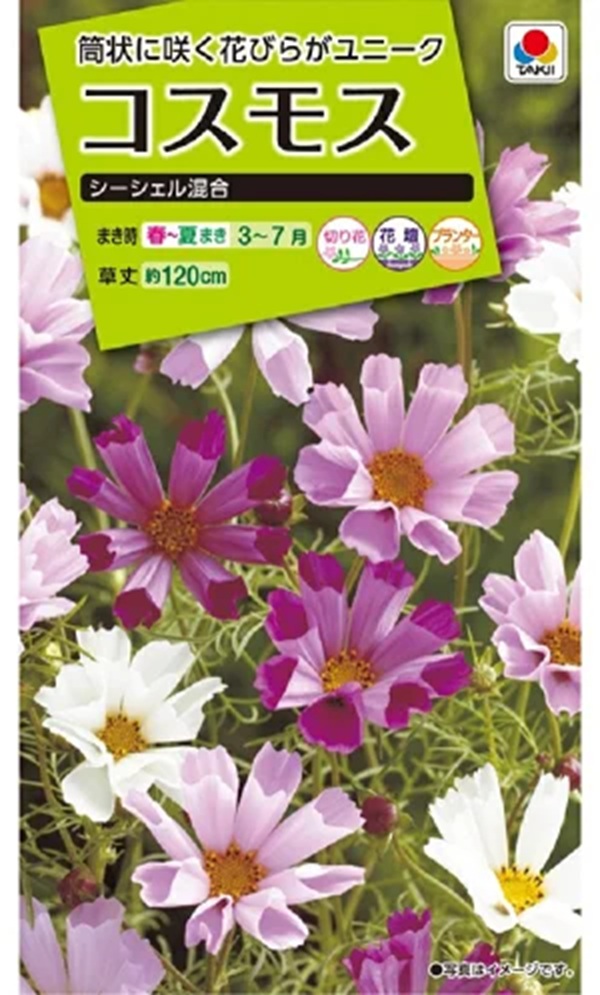 cosmos_seashell