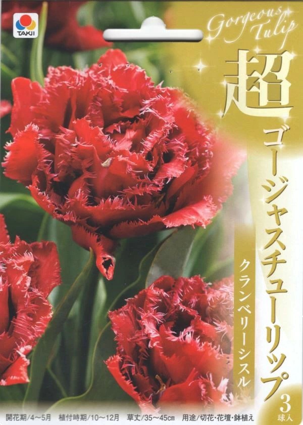 超ゴージャスチューリップ クランベリーシスル